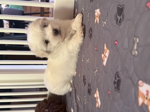 2 Coton de Tulear til salg på købhund.dk