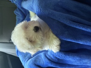 2 Coton de Tulear til salg på købhund.dk