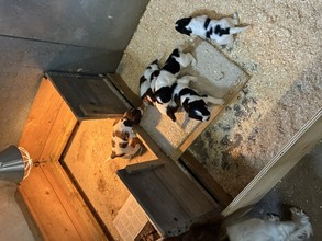 6 Engelsk springer spaniel-ft til salg på købhund.dk