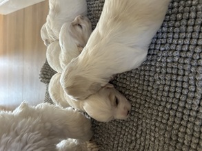 5 Coton de Tulear til salg på købhund.dk