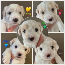 5 Coton de Tulear til salg på købhund.dk
