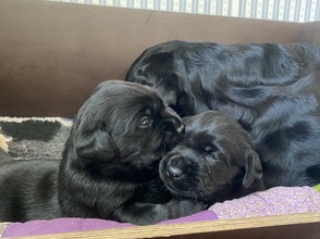 4 Labrador Retriever til salg på købhund.dk