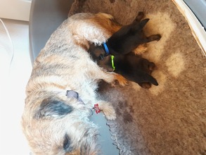 2 Border Terrier til salg på købhund.dk
