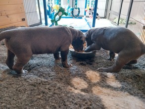2 Grand Danois til salg på købhund.dk