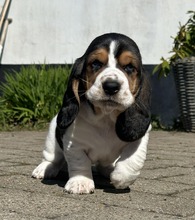 9 Basset Hound til salg på købhund.dk