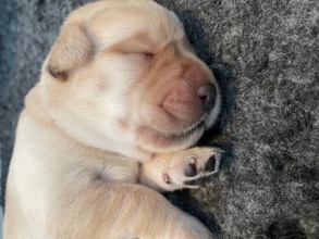 6 Labrador Retriever til salg på købhund.dk