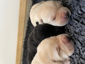 6 Labrador Retriever til salg på købhund.dk