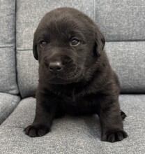 6 Labrador Retriever til salg på købhund.dk