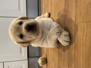6 Labrador Retriever til salg på købhund.dk