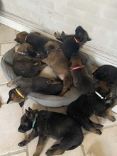 9 Belgisk Hyrdehund, Malinois til salg på købhund.dk