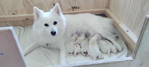 6 Dansk Spids til salg på købhund.dk