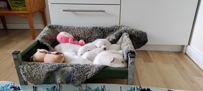 6 Dansk Spids til salg på købhund.dk
