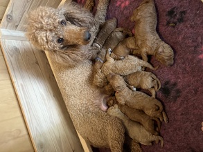 9 Pudel, stor til salg på købhund.dk
