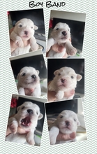 5 Coton de Tulear til salg på købhund.dk