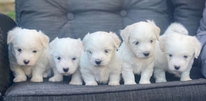 5 Coton de Tulear til salg på købhund.dk