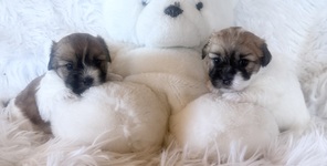 2 Coton de Tulear til salg på købhund.dk