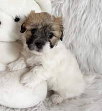 2 Coton de Tulear til salg på købhund.dk