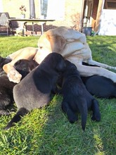 6 Labrador Retriever til salg på købhund.dk