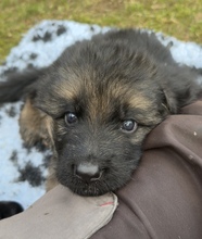 8 Schæferhund, stockhåret til salg på købhund.dk
