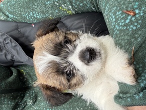 6 Jack Russell Terrier til salg på købhund.dk