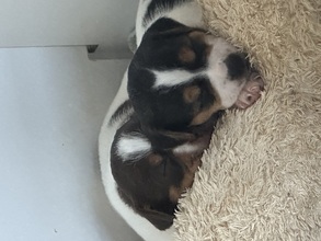 6 Dansk/Svensk Gårdhund til salg på købhund.dk
