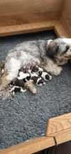 5 Shih Tzu til salg på købhund.dk