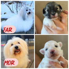 4 Coton de Tulear til salg på købhund.dk
