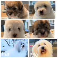 4 Coton de Tulear til salg på købhund.dk