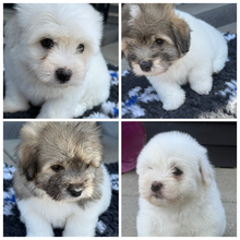 4 Coton de Tulear til salg på købhund.dk