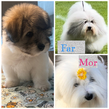 4 Coton de Tulear til salg på købhund.dk