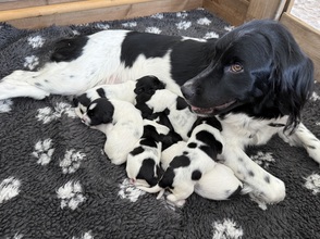 7 Stabyhoun til salg på købhund.dk