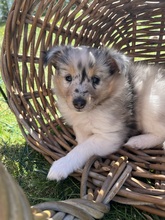 3 Shetland Sheepdog til salg på købhund.dk
