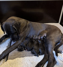 5 Grand Danois til salg på købhund.dk