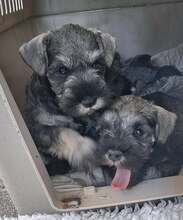 6 Dværgschnauzer, peber/salt til salg på købhund.dk