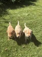 7 Labrador Retriever til salg på købhund.dk