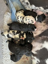 7 Grand Danois til salg på købhund.dk