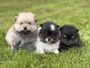 3 Pomeranian til salg på købhund.dk