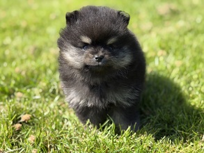 3 Pomeranian til salg på købhund.dk