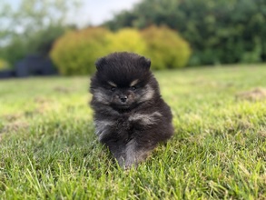 3 Pomeranian til salg på købhund.dk