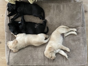 4 Labrador Retriever til salg på købhund.dk