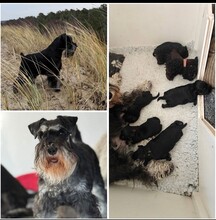 5 Dværgschnauzer, sort/sølv til salg på købhund.dk