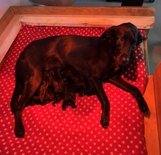 9 Labrador Retriever til salg på købhund.dk