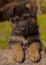 5 Schæferhund, stockhåret til salg på købhund.dk