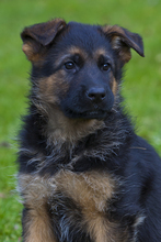 2 Schæferhund,langstockh. m. underuld til salg på købhund.dk