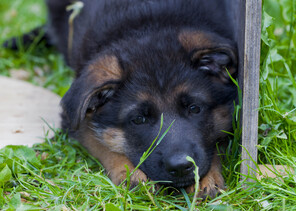3 Schæferhund, stockhåret til salg på købhund.dk