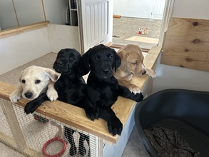 4 Labrador Retriever til salg på købhund.dk