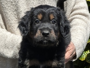 9 Hovawart til salg på købhund.dk