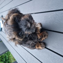 8 Bichon Havanais til salg på købhund.dk