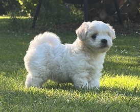 1 Coton de Tulear til salg på købhund.dk
