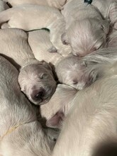 10 Golden Retriever til salg på købhund.dk